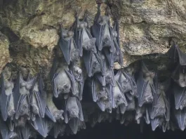 Murciélagos: una habilidad sorprendente para volar en grupo sin chocar.