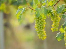 El pisco es producido en Salamanca, región de Coquimbo, con más de un siglo de tradición.