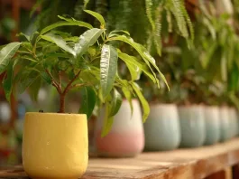 Transforma tu hogar y mejora tu bienestar a través de la jardinería.