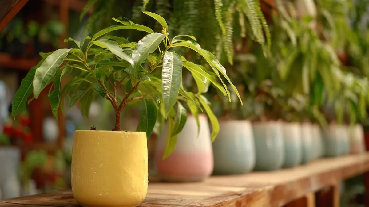 Transforma tu hogar y mejora tu bienestar a través de la jardinería. Transforma tu hogar y mejora tu bienestar a través de la jardinería.