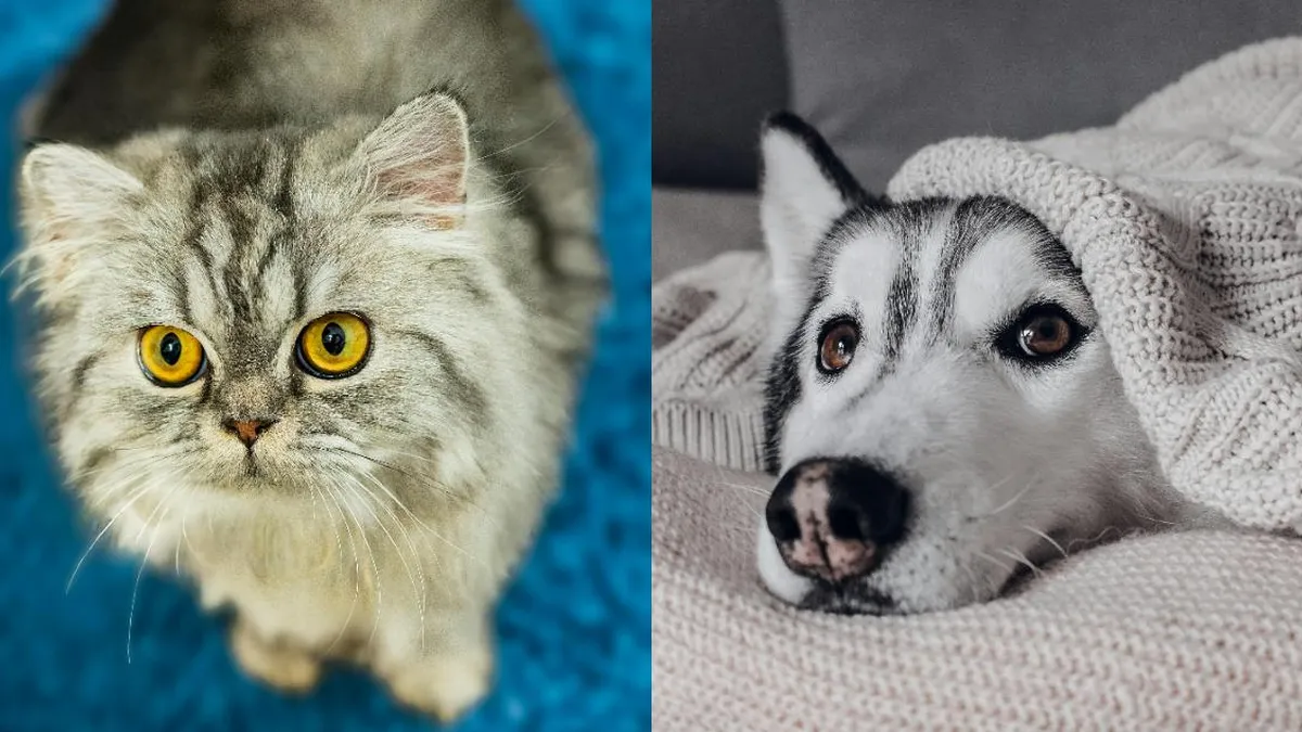 Conoce los síntomas de enfermedades respiratorias en mascotas y cómo protegerlas.