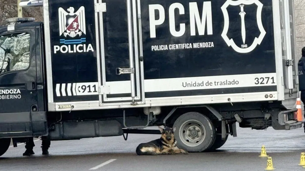 Un perro fiel espera junto a su dueño tras la tragedia en su cumpleaños.