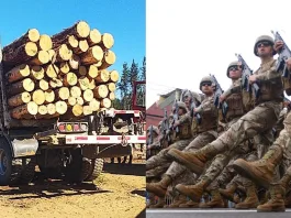 Conductores forestales critican la efectividad de las FFAA en la Macrozona Sur.