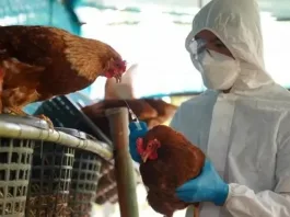 Radiografía de los cinco brotes de gripe aviar en Argentina en 2023.