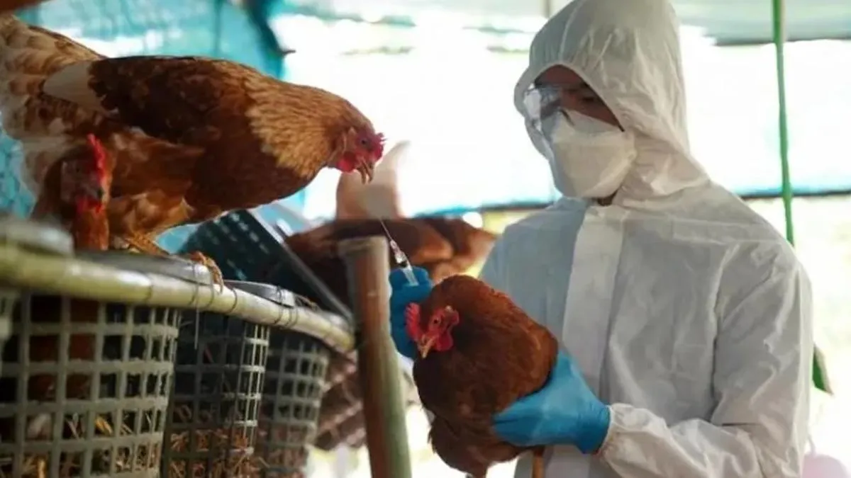 Radiografía de los cinco brotes de gripe aviar en Argentina en 2023. Radiografía de los cinco brotes de gripe aviar en Argentina en 2023.