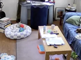 Perrito se vuelve viral al usar Alexa para escuchar su música favorita: ¡Juice!