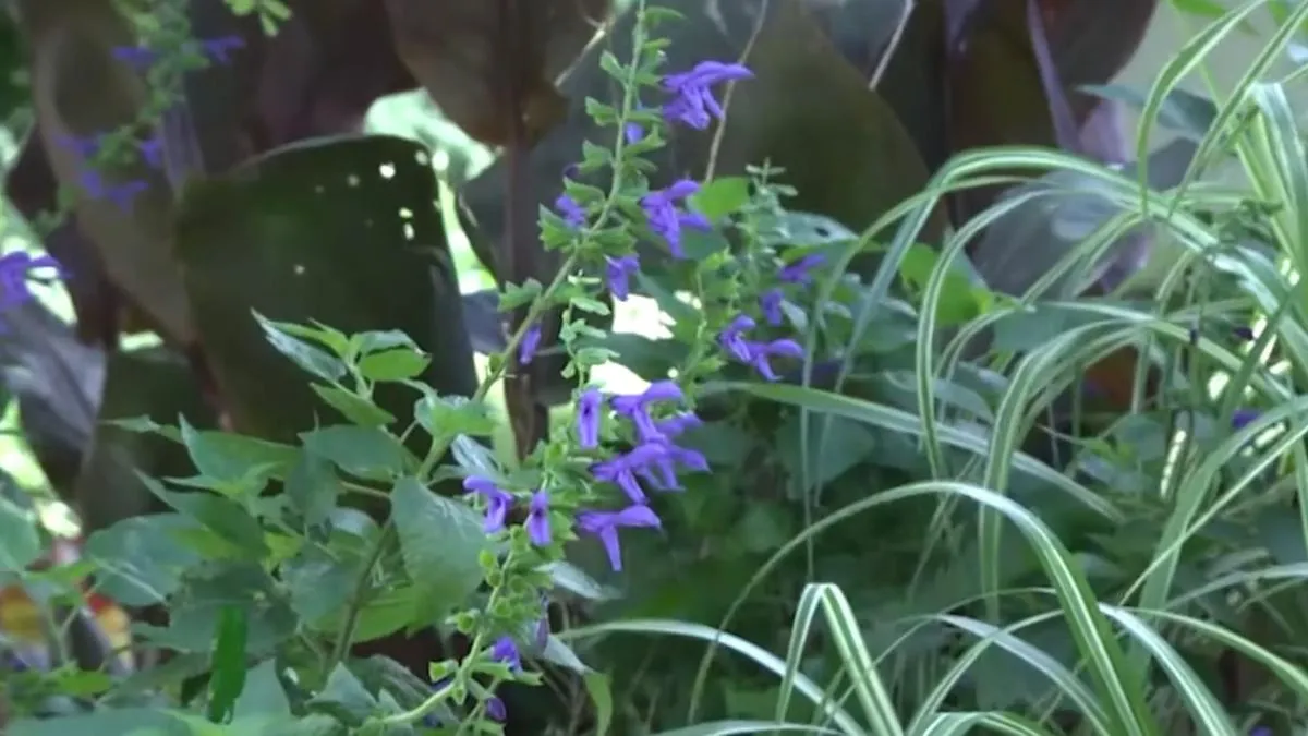 Descubre las siete flores que llenarán tu balcón de fragancia y color.