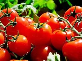 La Tomatina: 78 años de diversión y tradición en Buñol