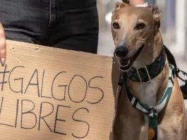 Protestas por la carrera de galgos en Curacautín durante las fiestas dieciocheras.
