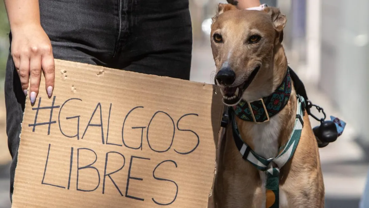 Protestas por la carrera de galgos en Curacautín durante las fiestas dieciocheras.