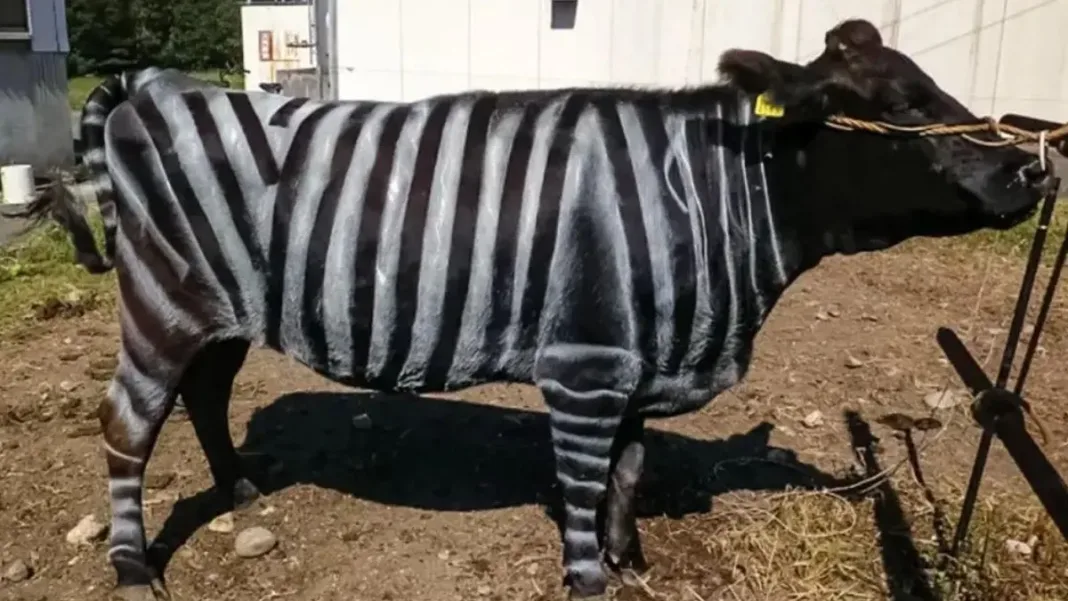 Los curiosos ganadores de los premios Ig Nobel 2025: ciencia y humor en acción.