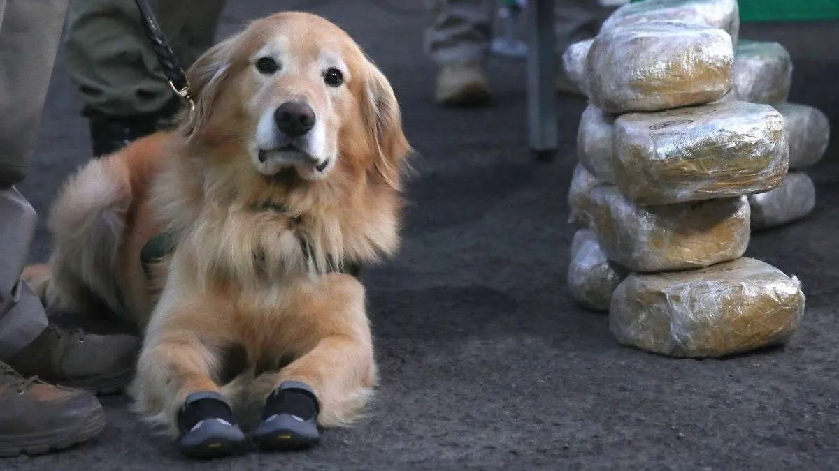 Un perro policial halla 7 kg de cocaína en pasajeros de un bus. Un perro policial halla 7 kg de cocaína en pasajeros de un bus.