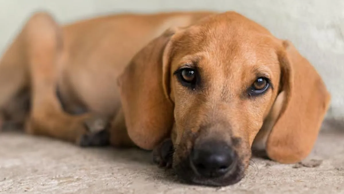 La pandemia transformó el comportamiento canino: un estudio revela sus efectos. La pandemia transformó el comportamiento canino: un estudio revela sus efectos.
