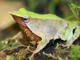 Un hallazgo sorprendente: Ranita de Darwin en Villarrica