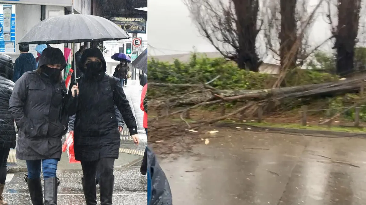 Temporal en Los Ríos: árboles caídos y 17 mil clientes sin luz.