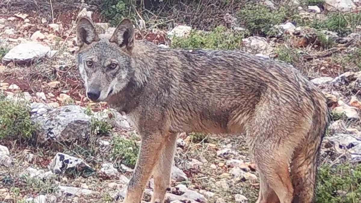 Primer híbrido de lobo y perro confirmado en el norte de Grecia.