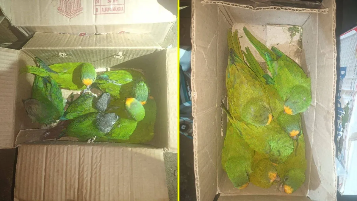 Policía boliviana detiene tráfico de 28 loros amazónicos hacia Chile. Policía boliviana detiene tráfico de 28 loros amazónicos hacia Chile.