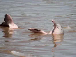 Cientos de delfines hallados muertos en el Amazonas por el calor extremo.
