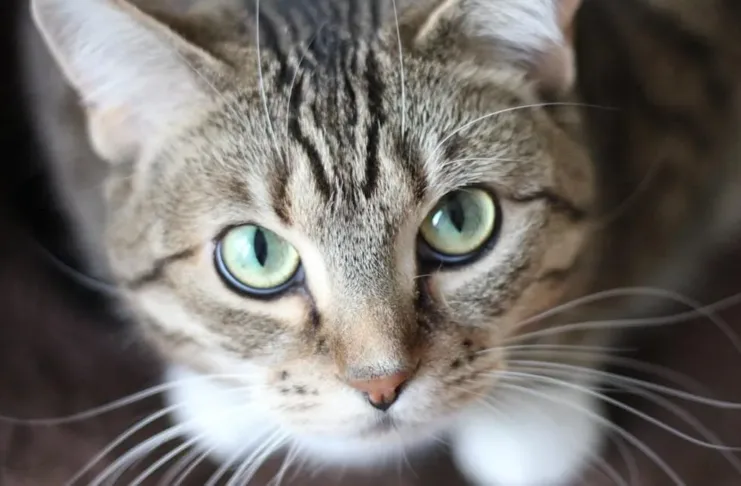 El ADN antiguo revela nuevos secretos sobre el origen de los gatos domésticos.