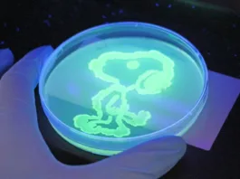 Estudiantes chilenos crean a "Snoopy" con una proteína que revela lo invisible.