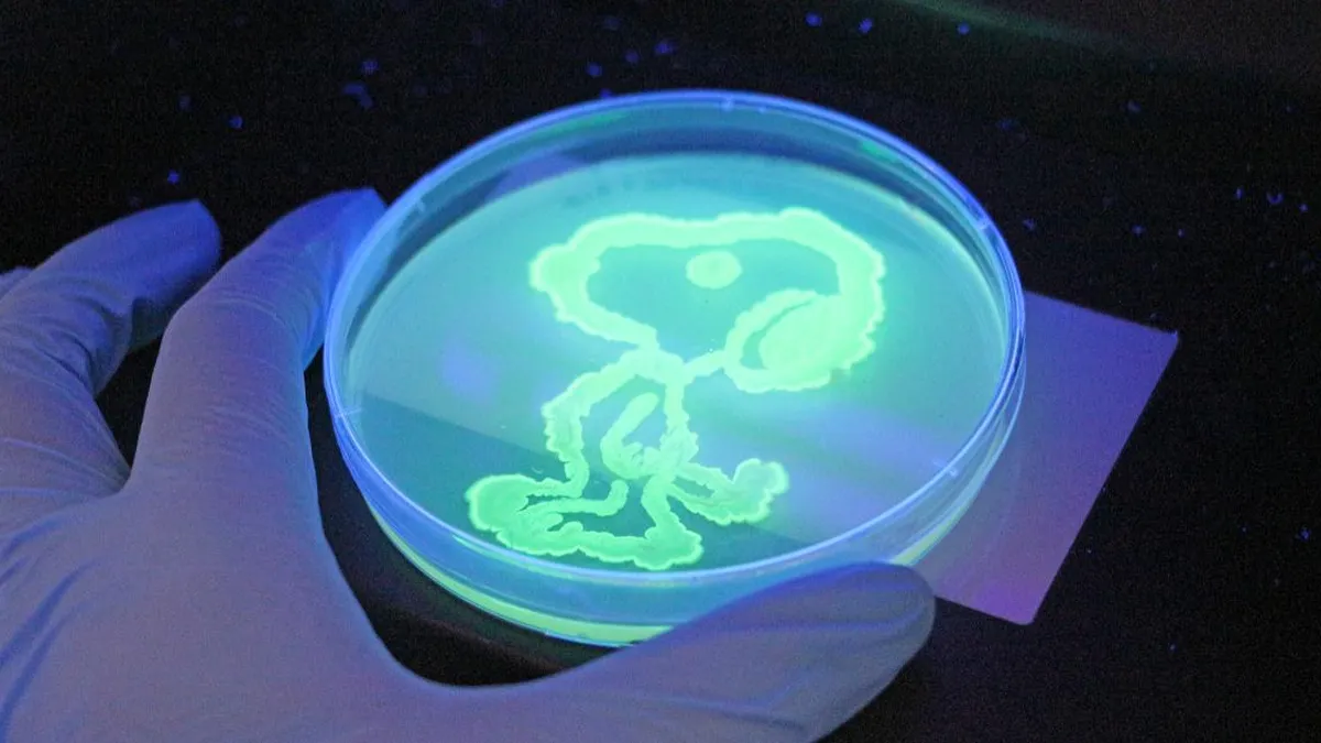 Estudiantes chilenos crean a Estudiantes chilenos crean a