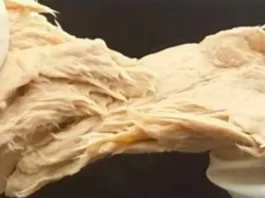 El hongo que sabe a carne: una alternativa sostenible para el futuro de la proteína.