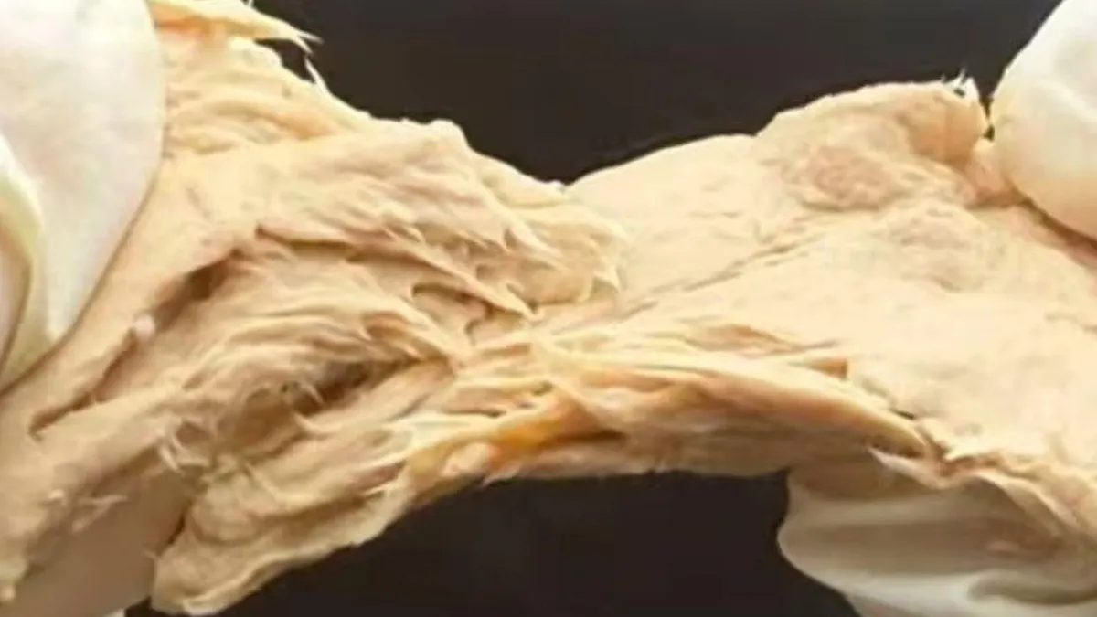 El hongo que sabe a carne: una alternativa sostenible para el futuro de la proteína. El hongo que sabe a carne: una alternativa sostenible para el futuro de la proteína.