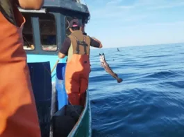 Estudio revela grave error en veda de merluza austral que amenaza su extinción.