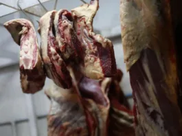 Denuncian faenamiento clandestino de corderos en boda gitana en Puyehue.