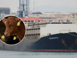 Buque varado con 3 mil vacas en alta mar espera llegar al Líbano.