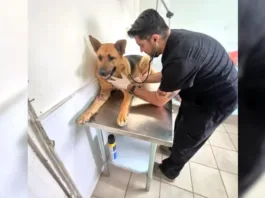 Perro rescatado en Coquimbo