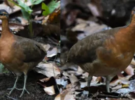 Tinamus resonan: la nueva ave de la Amazonía en peligro por su despiste.