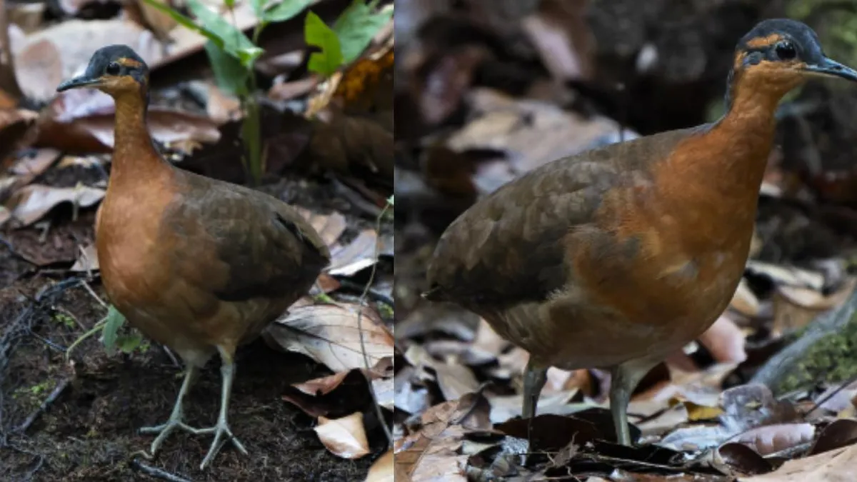 Tinamus resonan: la nueva ave de la Amazonía en peligro por su despiste. Tinamus resonan: la nueva ave de la Amazonía en peligro por su despiste.