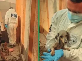 Rescate de siete perritos en condiciones deplorables en Arica.