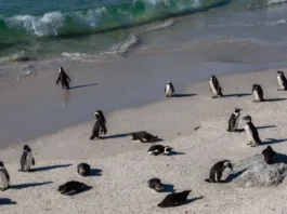 Miles de pingüinos mueren en Sudáfrica por inanición tras la escasez de alimento.