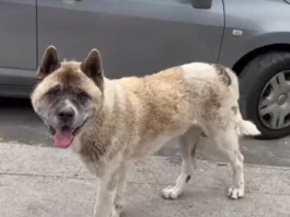 Hombre sufre graves fracturas tras ataque de perro Akita en San Pedro de la Paz.