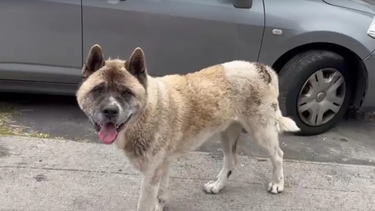 Hombre sufre graves fracturas tras ataque de perro Akita en San Pedro de la Paz.