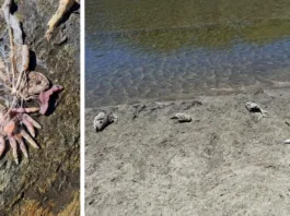 Restos de pescado en Curiñanco: un llamado a cuidar el medio ambiente.