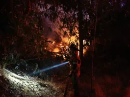 Incendio en Santa Bárbara controlado tras intervención de Conaf y apoyo aéreo.
