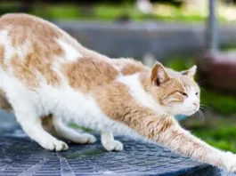 Los gatos se estiran al saludarte