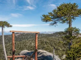 El Parque Nacional Nahuelbuta lucha por su recuperación tras el ataque incendiario de 2022.