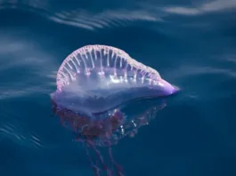 Prohibido el baño en Puerto Velero: alerta por fragata portuguesa peligrosa.