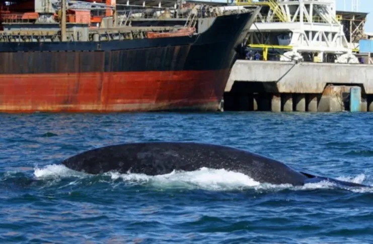 Chile enfrenta un alarmante aumento de colisiones entre ballenas y barcos.