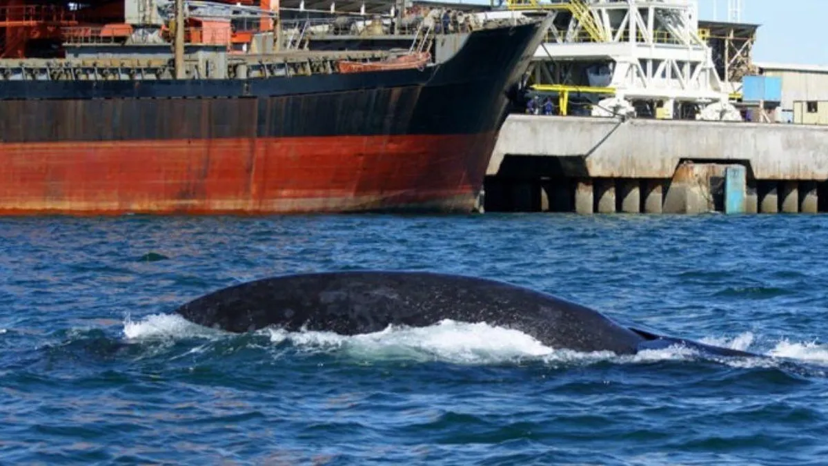 Chile enfrenta un alarmante aumento de colisiones entre ballenas y barcos.