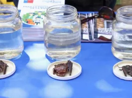 Murciélago en Frutillar Bajo: se confirma rabia