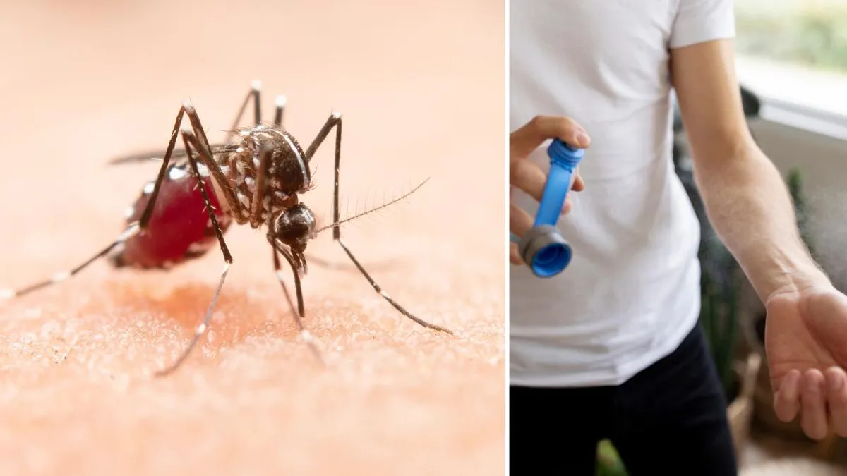 Alerta sanitaria en Chile por la presencia del mosquito Aedes Aegypti.