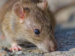 Chile reporta 14 casos de virus hanta en 2026