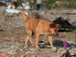 Niño de 6 años internado tras ataque de jauría en Punta Arenas; acciones legales en camino.