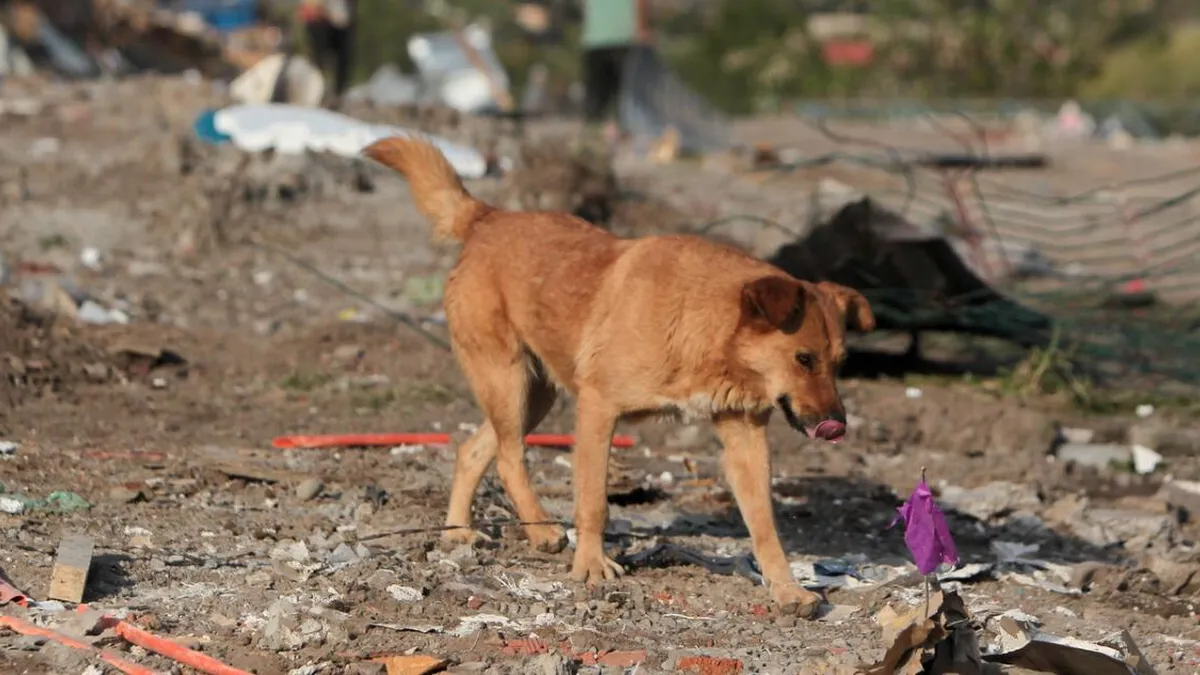 Niño de 6 años internado tras ataque de jauría en Punta Arenas; acciones legales en camino.