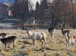 El Reino Unido lanza un plan de 10 años para controlar la población de ciervos.